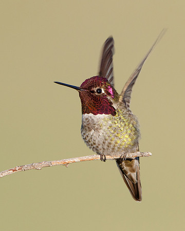 Anna's Hummingbird