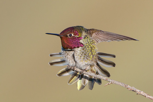 Anna's Hummingbird