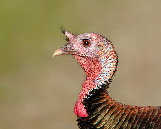 Wild Turkey