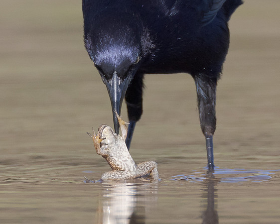Great-tailed Grackle, with frog