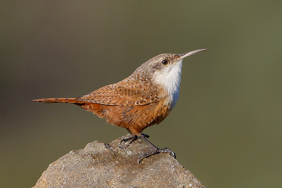 Canyon Wren