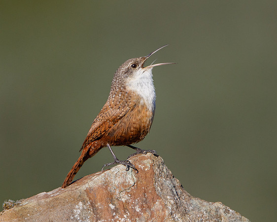 Canyon Wren