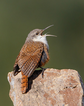 Canyon Wren