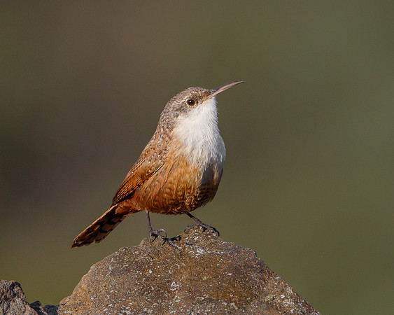 Canyon Wren