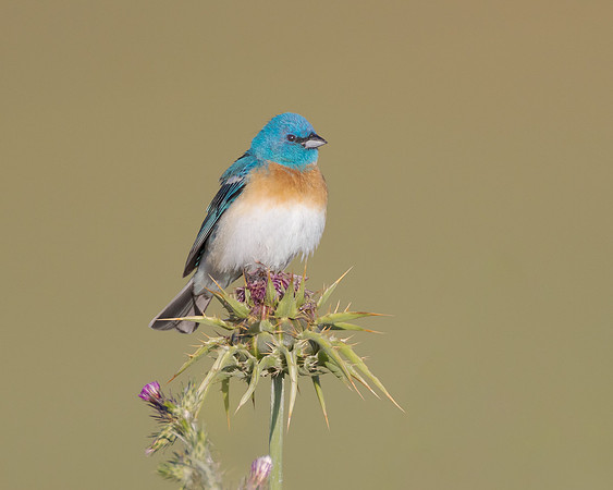 Lazuli Bunting