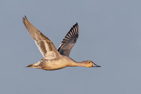 Northern Pintail