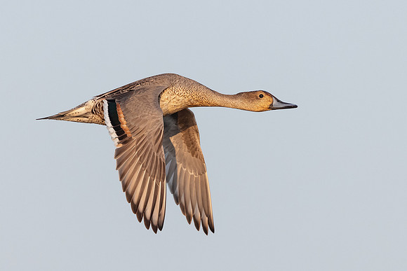 Northern Pintail