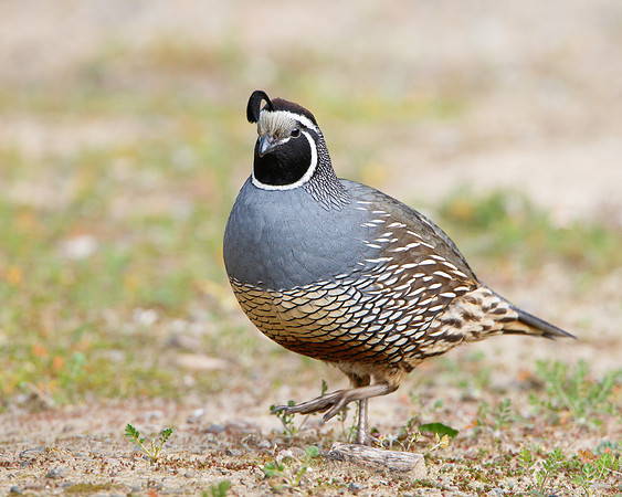 California Quail, male