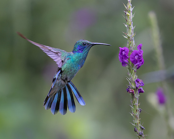 Lesser Violetear