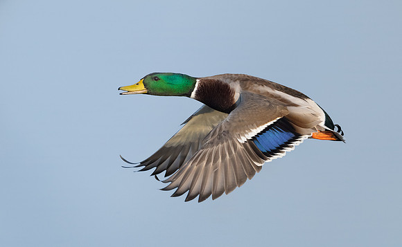 Mallard