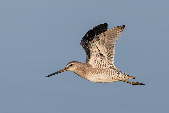 Dowitcher
