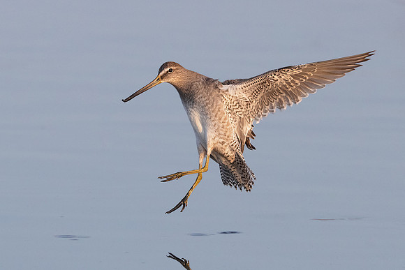 Dowitcher