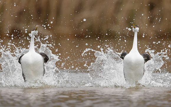 Western Grebes, courtship display