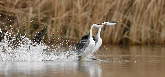Western Grebes, courtship display