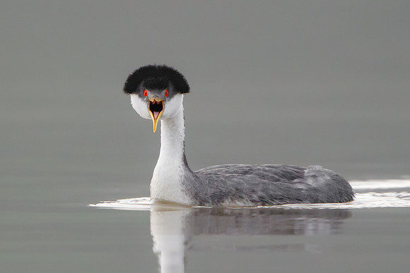Western Grebes