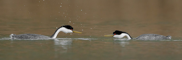 Western Grebes, courtship display