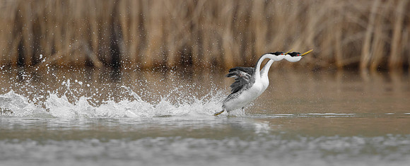 Western Grebes, courtship display