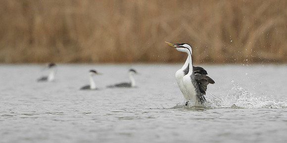 Western Grebes, courtship display