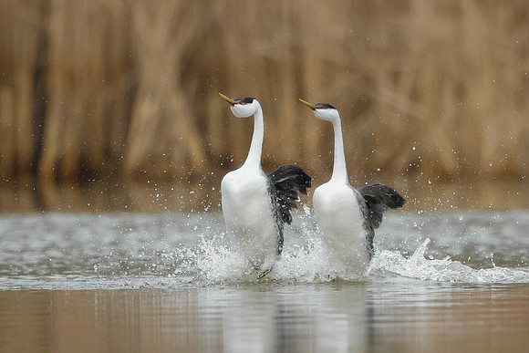Western Grebes, courtship display