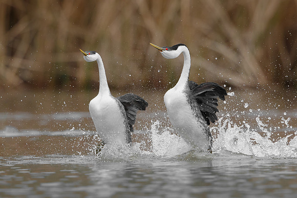 Western Grebes, courtship display