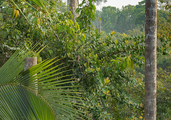 View of a pygmy owl from the deck of the lodge. Can you find it?