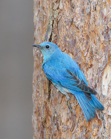 Mountain Bluebird, male