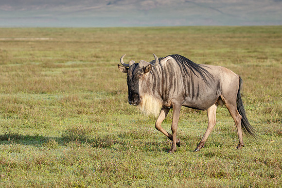 Wildebeest