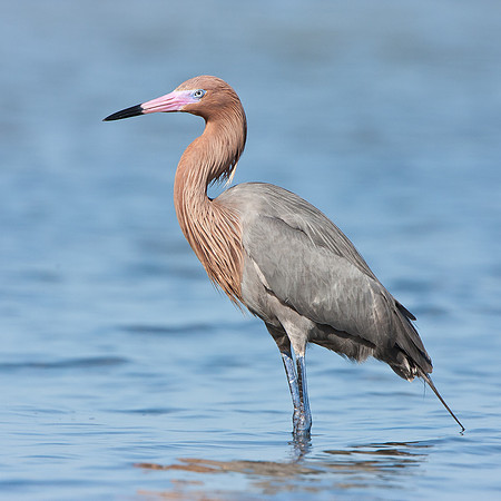 Reddish Egret