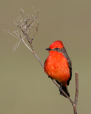 Vermilion Flycatcher