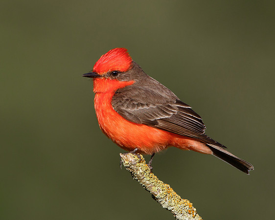 Vermilion Flycatcher