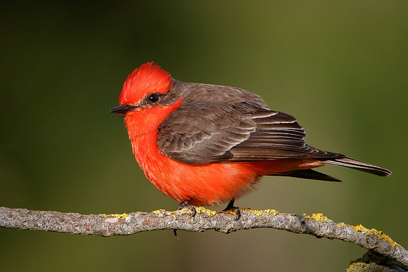 Vermilion Flycatcher