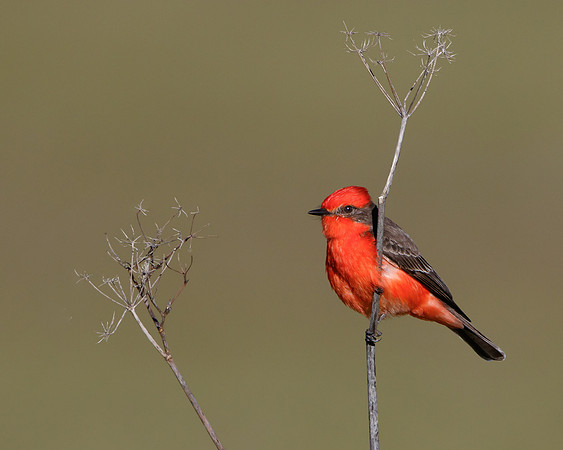 Vermilion Flycatcher