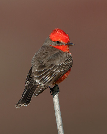 Vermilion Flycatcher