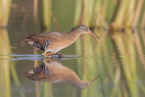 Virginia Rail