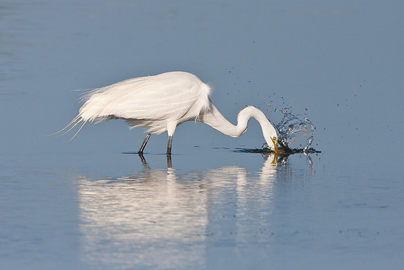 Great Egret