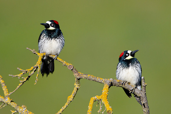 Acorn Woodpeckers