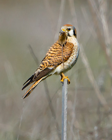 American Kestrel, with prey