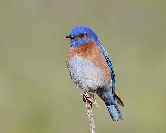 Western Bluebird