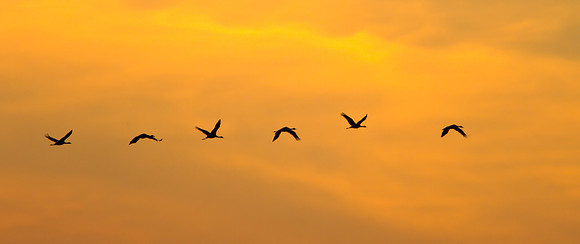 Sandhill Cranes, at sunset
