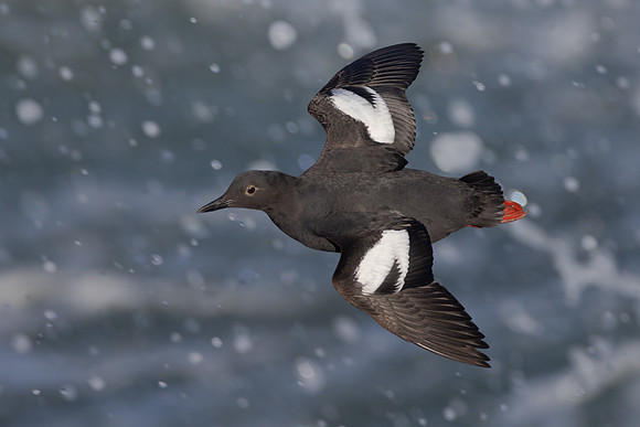 Pigeon Guillemot