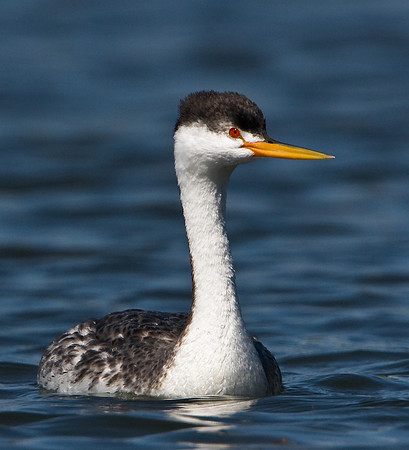 Clark's Grebe