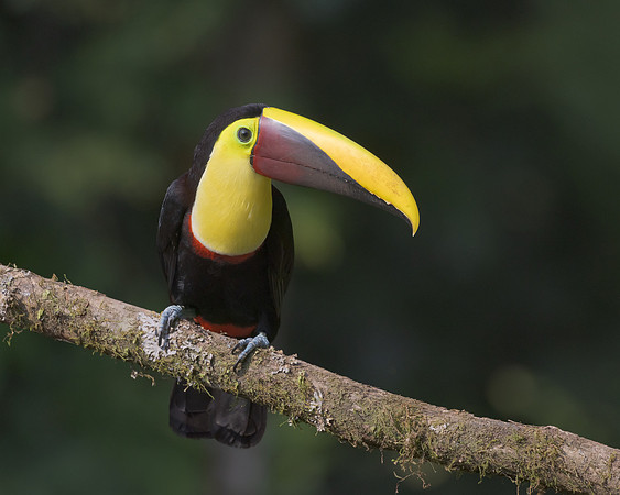 Yellow-throated Toucan