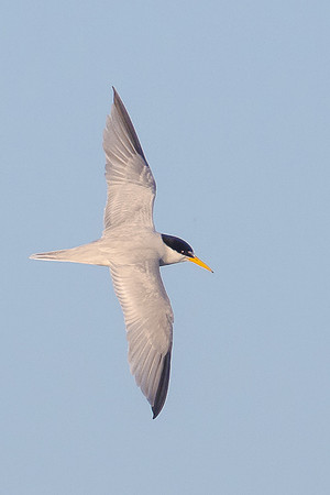 Least Tern