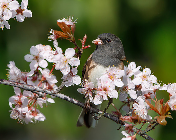 Dark-eyed Junco