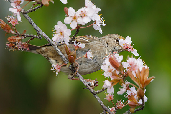 Golden-crowned Sparrow