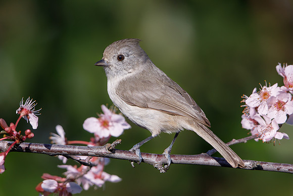 Oak Titmouse