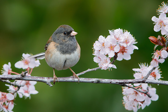Dark-eyed Junco