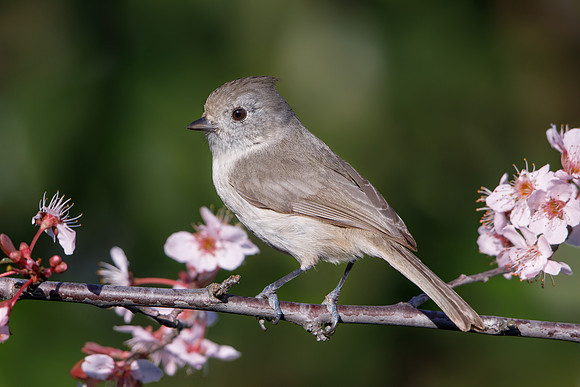 Oak Titmouse