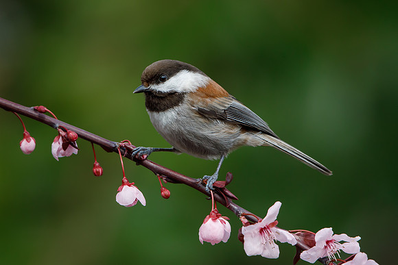 Chestnut-backed Chickadee