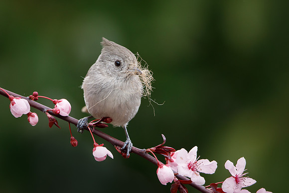 Oak Titmouse, with nest material